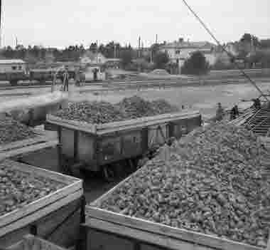 Betlastning i Bergkvara oktober 1954