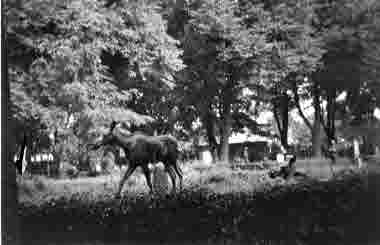 S kyrkogården, Älgar på besök 10/6 1937